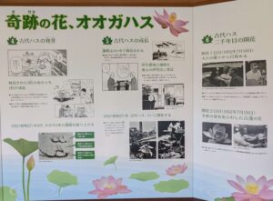千葉公園 蓮華亭内の大賀ハス説明図