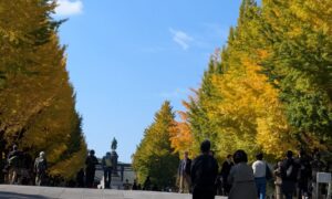 靖国神社 銀杏並木